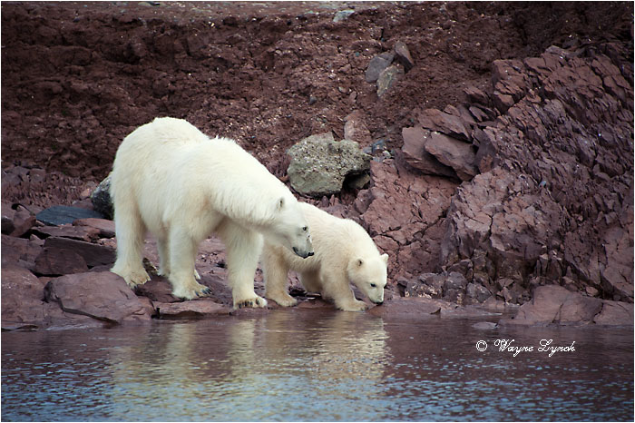 Female Polar Bear and Cub 101  by Dr. Wayne Lynch &copy;